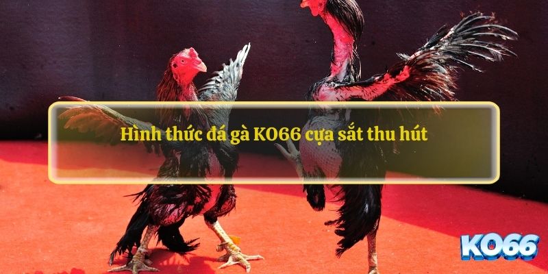 Hình thức đá gà KO66 cựa sắt thu hút