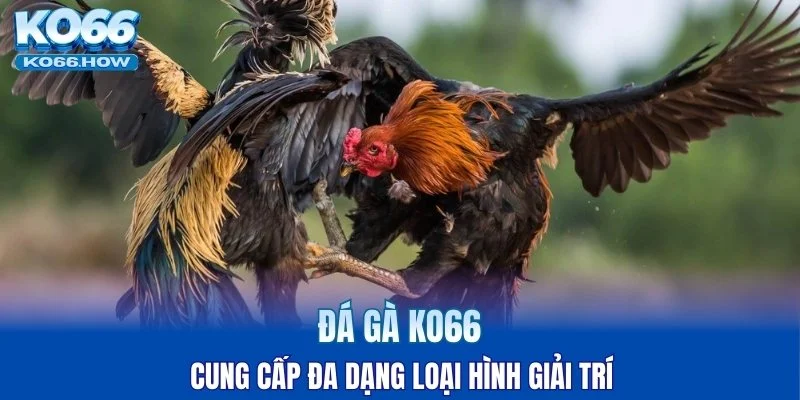 Đá gà KO66 cung cấp đa dạng loại hình giải trí